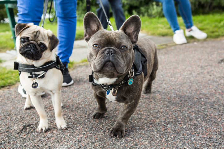 how do i start my own dog walking business uk